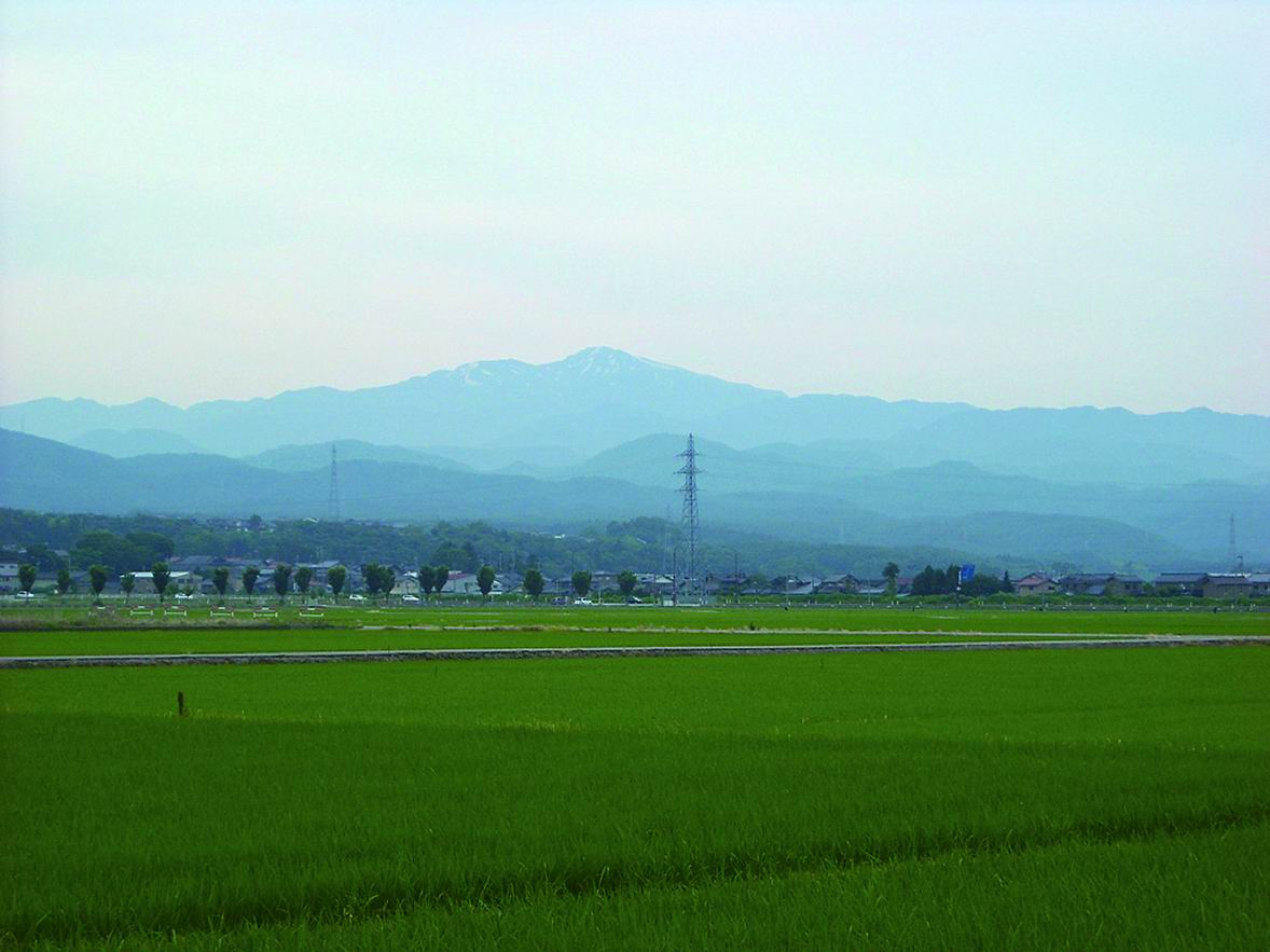圃場の様子