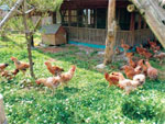 養鶏場「能登鳥の里」