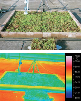 「グリーンビズ-G」を敷設した場所は周囲に比べて10度ほど温度が低い