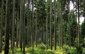 能登ひば