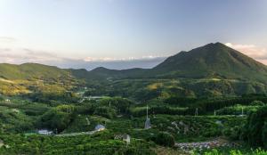 山へ植林