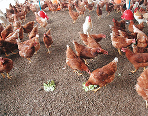 能登町にある養鶏場「能登鳥の里」の写真