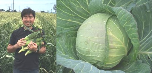 とうもろこし、キャベツ