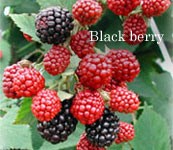 ブラックベリーの実