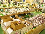 加賀野菜販売コーナー