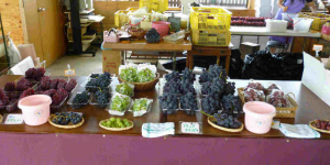 生産するぶどう