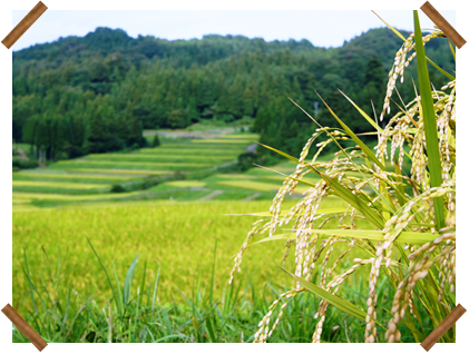 棚田の風景