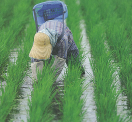 田植え