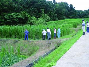 栽培圃場