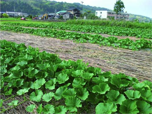 圃場の様子