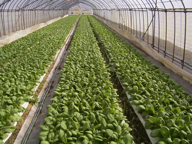 チンゲン菜の栽培の様子