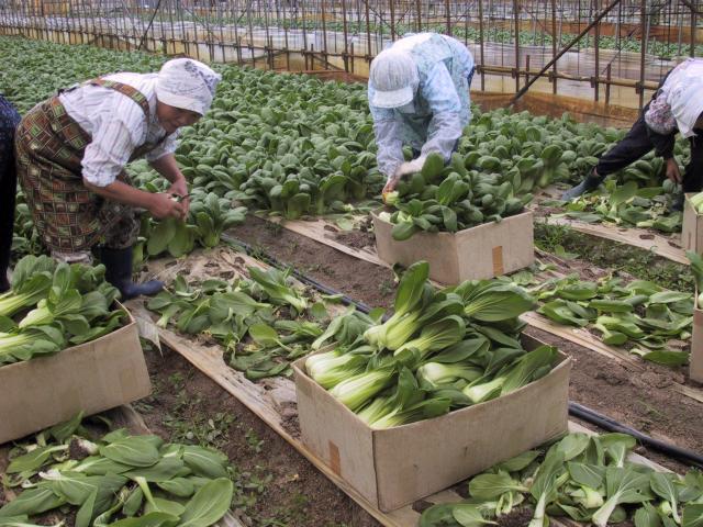 チンゲン菜の収穫の様子