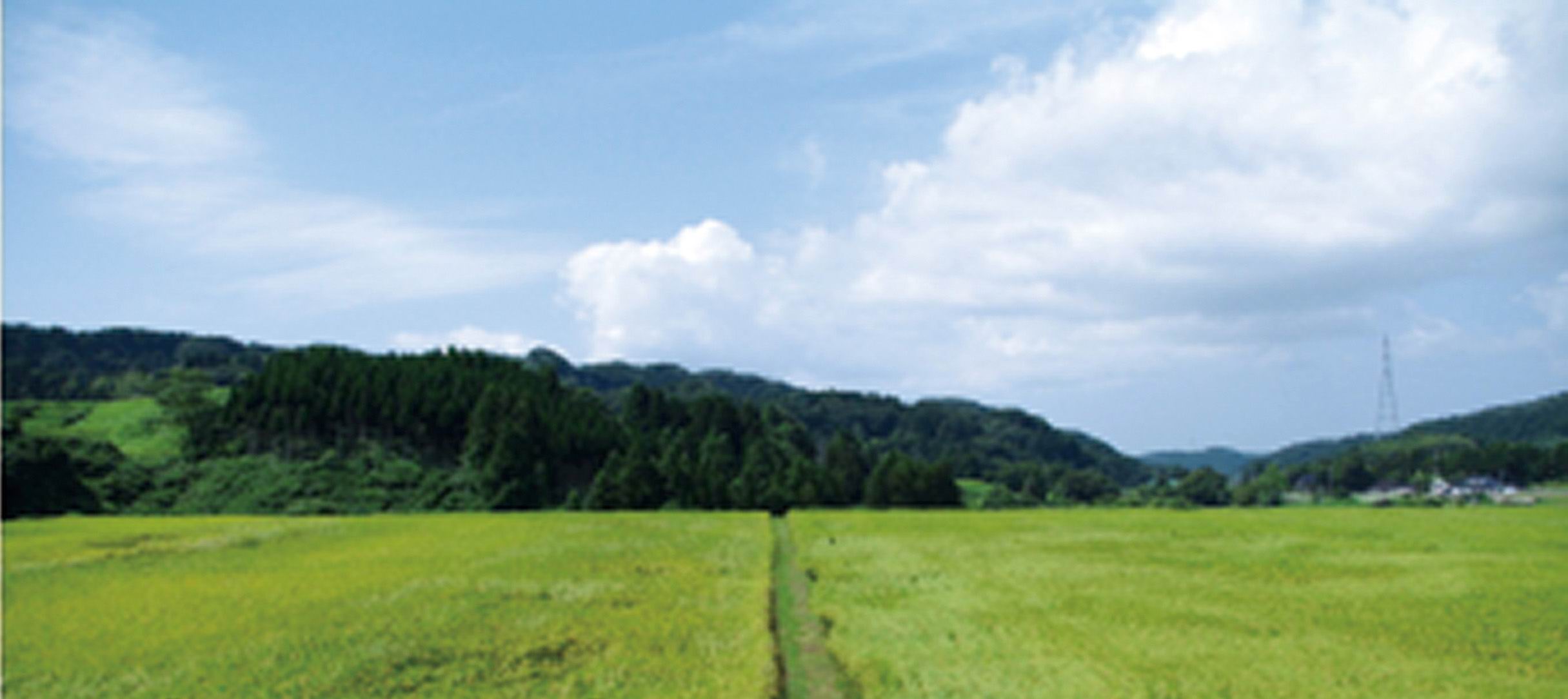 ほ場の風景