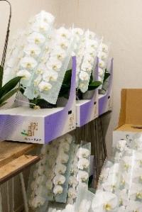 白い胡蝶蘭