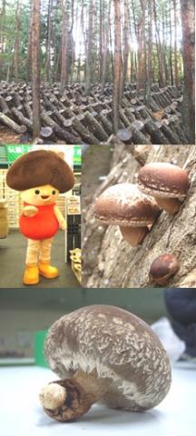 しいたけの画像