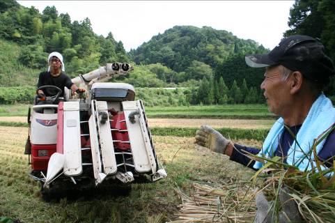 稲刈り　コンバイン