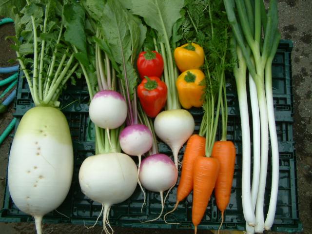 だいこんやかぶ、にんじんなど生産している野菜の写真