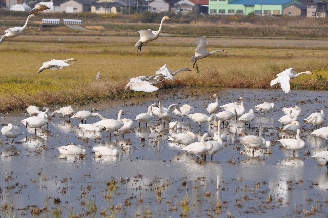 冬期湛水した田んぼに飛来した白鳥の写真