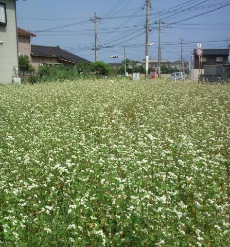 そばの栽培風景の写真