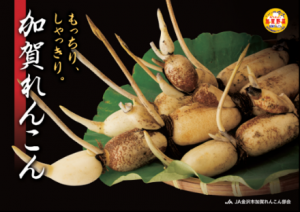 加賀れんこん