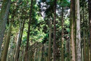 能登ヒバ