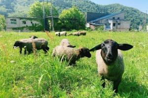 ひつじ放牧