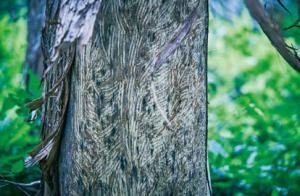 クマによって樹皮が剝がされたスギの写真。