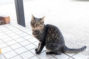 ねこ