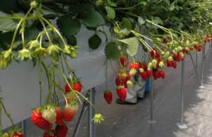 白山麓キャンパス内の研究用イチゴほ場の写真