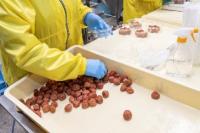 梅干しの詰め作業