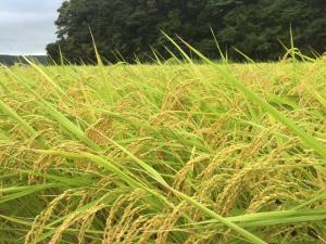 能登島でのコメ栽培の様子の写真