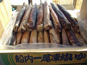 小木港にあがる舟凍いか