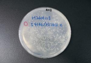 トマトのリコピンを産生するDNAを導入した大腸菌の写真。