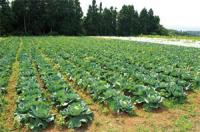 遊休地だった場所を農地へと整備。1年目から多くの種類の野菜を収穫した。　写真